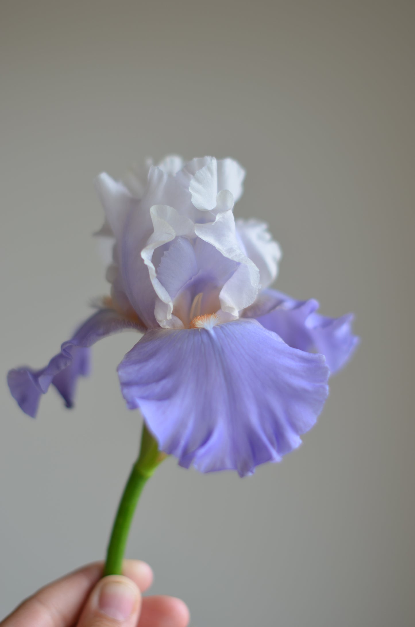Iris - Calgary