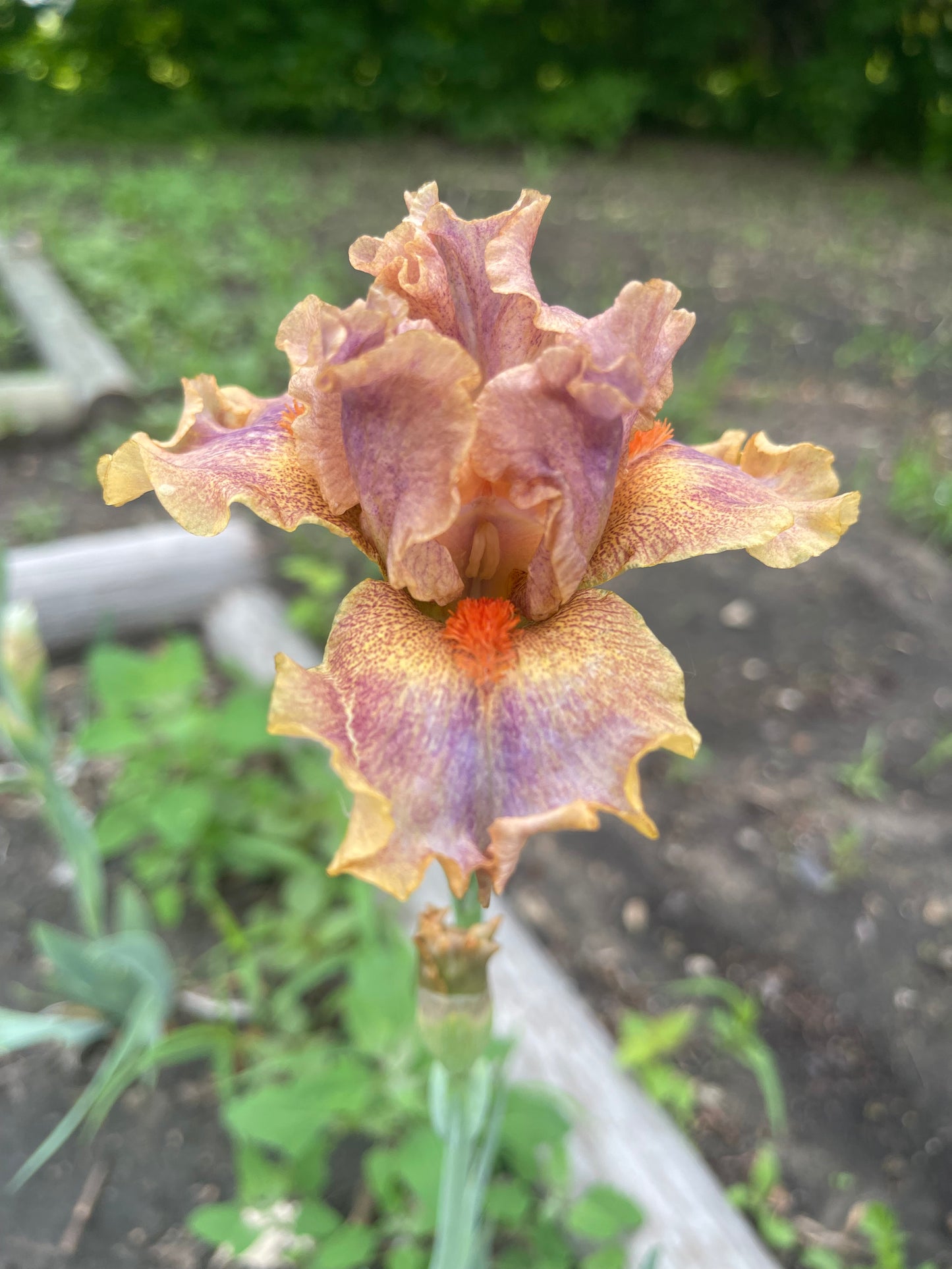 Iris - Synergy (IB) *Restocking Summer 2026*