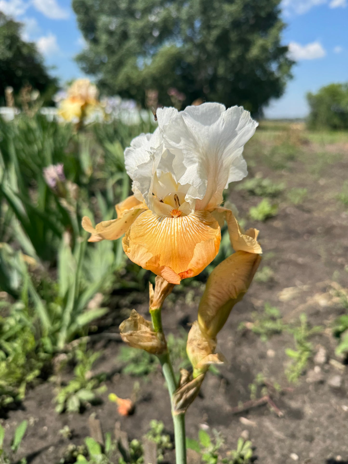 Iris -Eramosa Peach Sorbet (TB) *Restocking Summer 2026*