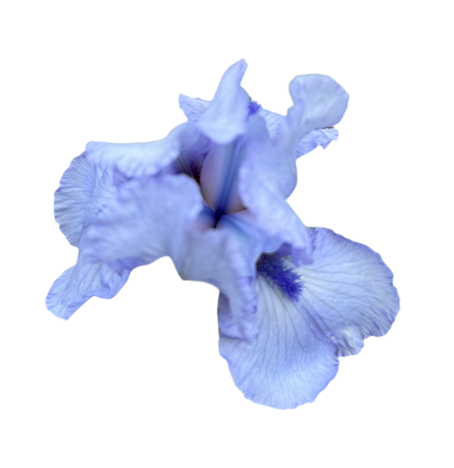 Iris - Azap (IB) *Restocking Summer 2026*