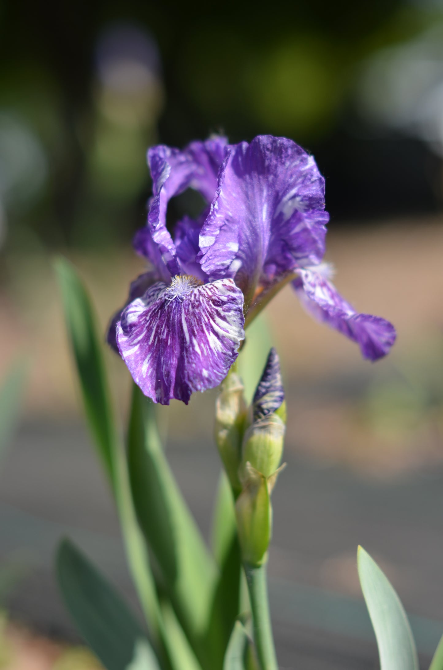 Iris - Hubbub