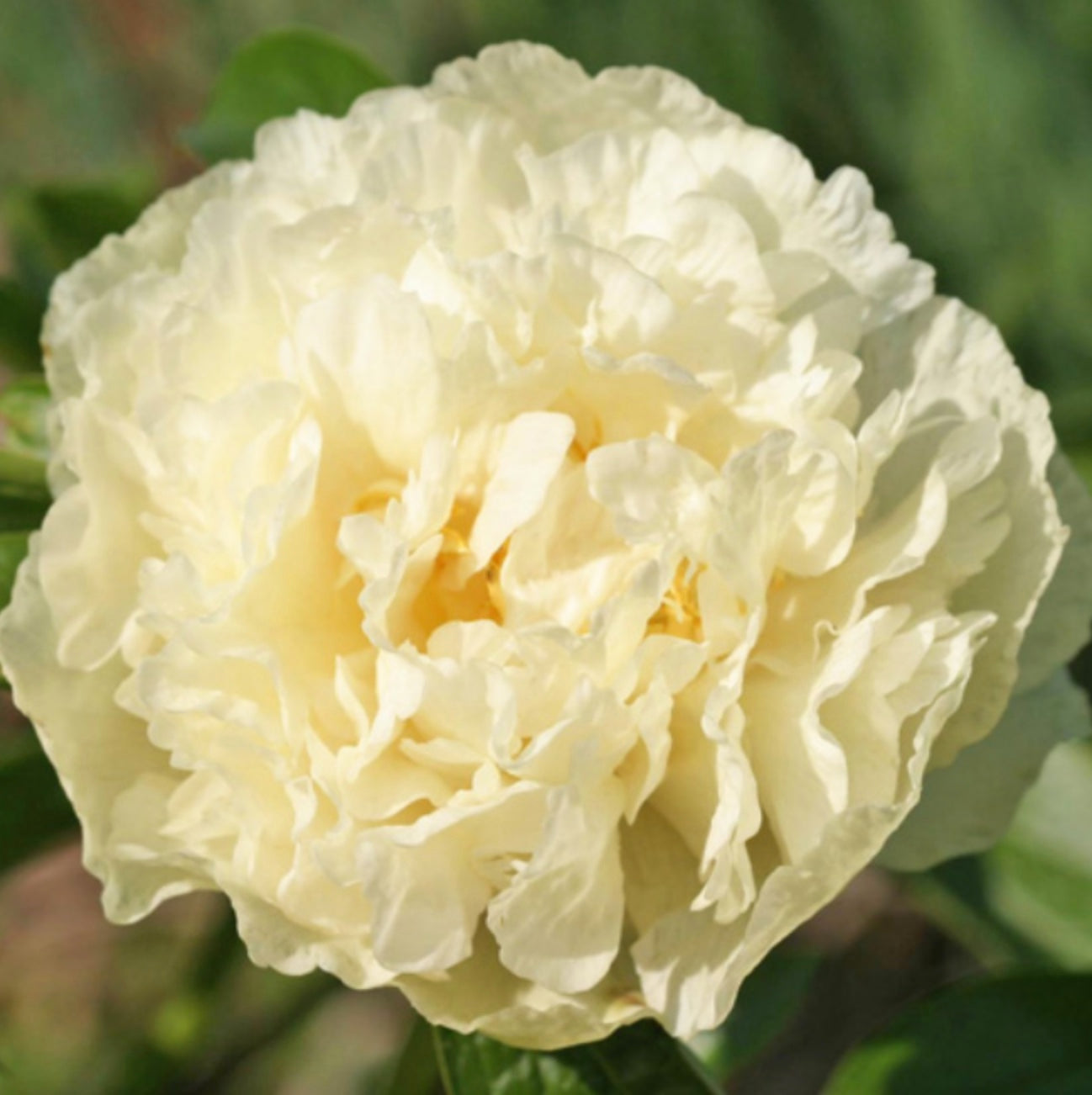 Peony Root - Sunny Girl *ships late Oct*