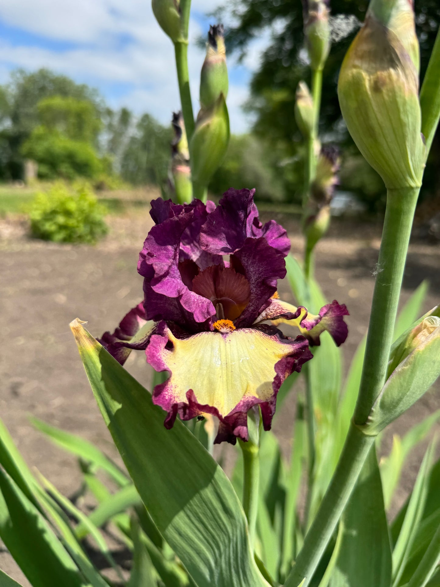 Iris - I've Got Rhythm (TB) *Restocking Summer 2026*