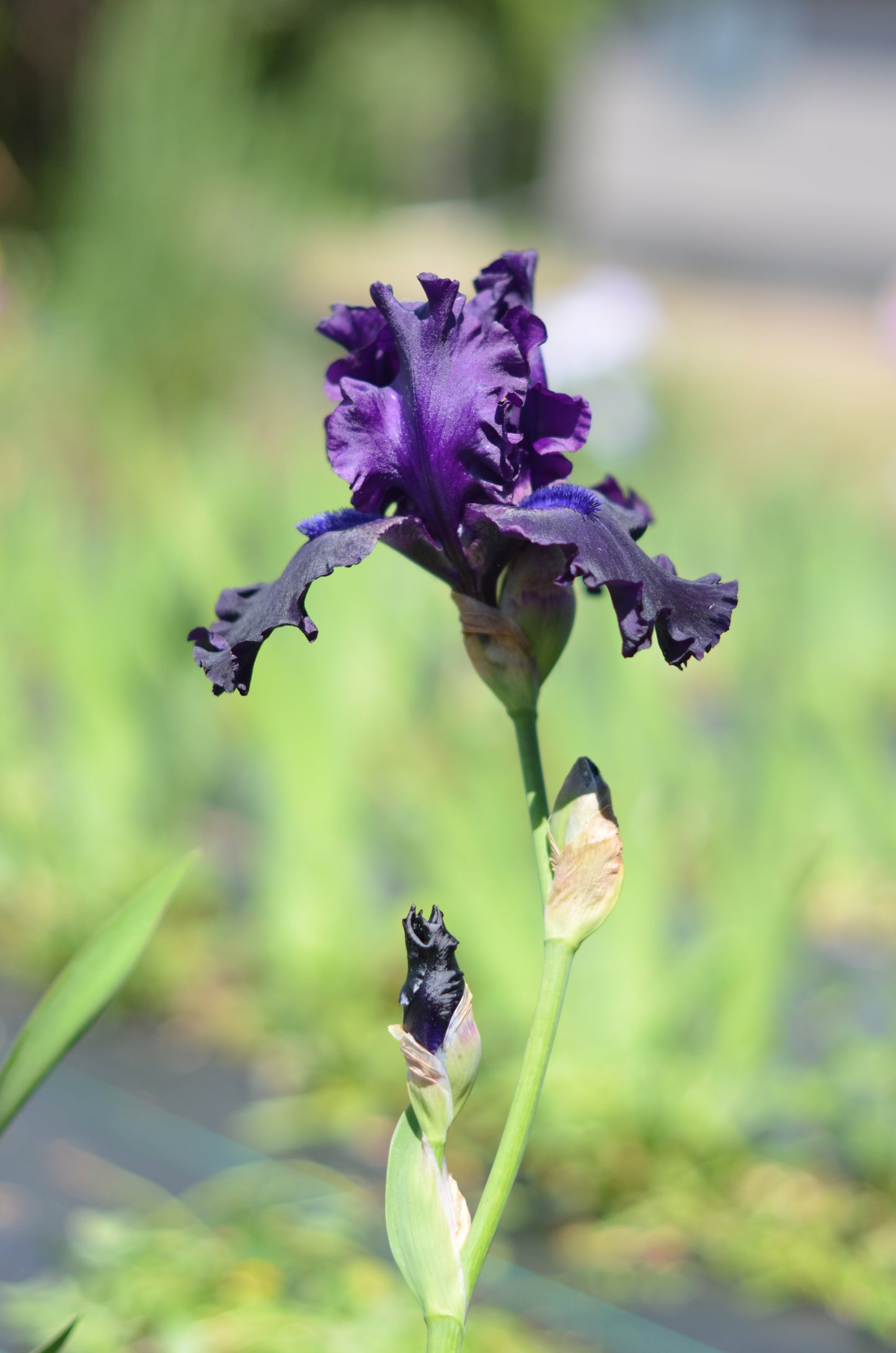 Iris - Night Ruler
