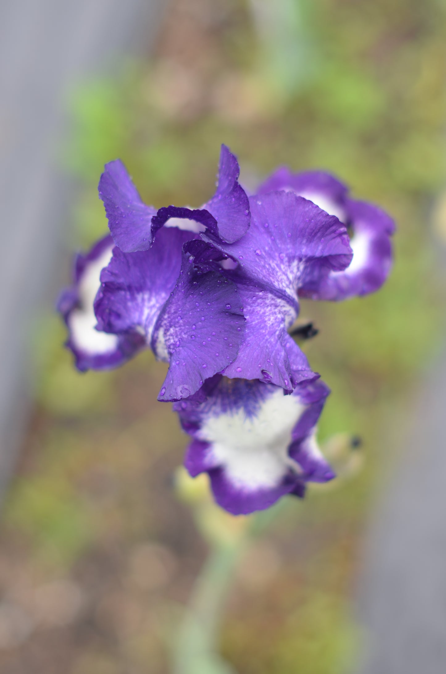 Iris - Stepping Out
