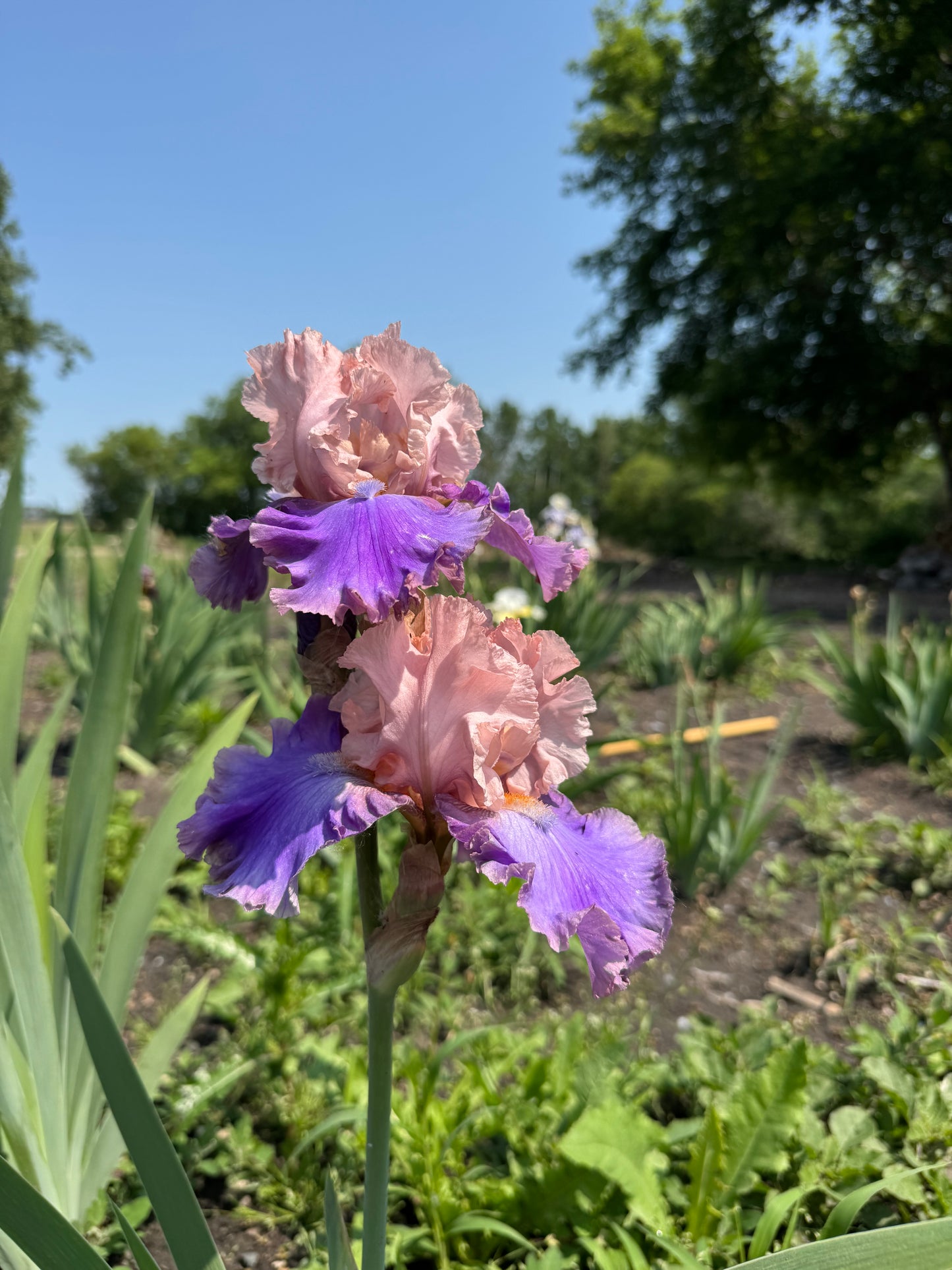 Iris - Florentine Silk (TB) *Restocking Summer 2026*