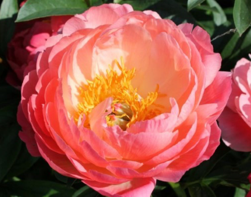 Peony Root - Coral Charm *ships late Oct*