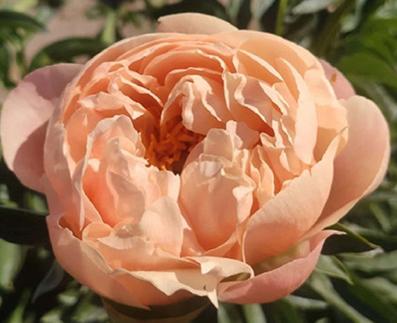 Peony Root - King's Day *ships late Oct*
