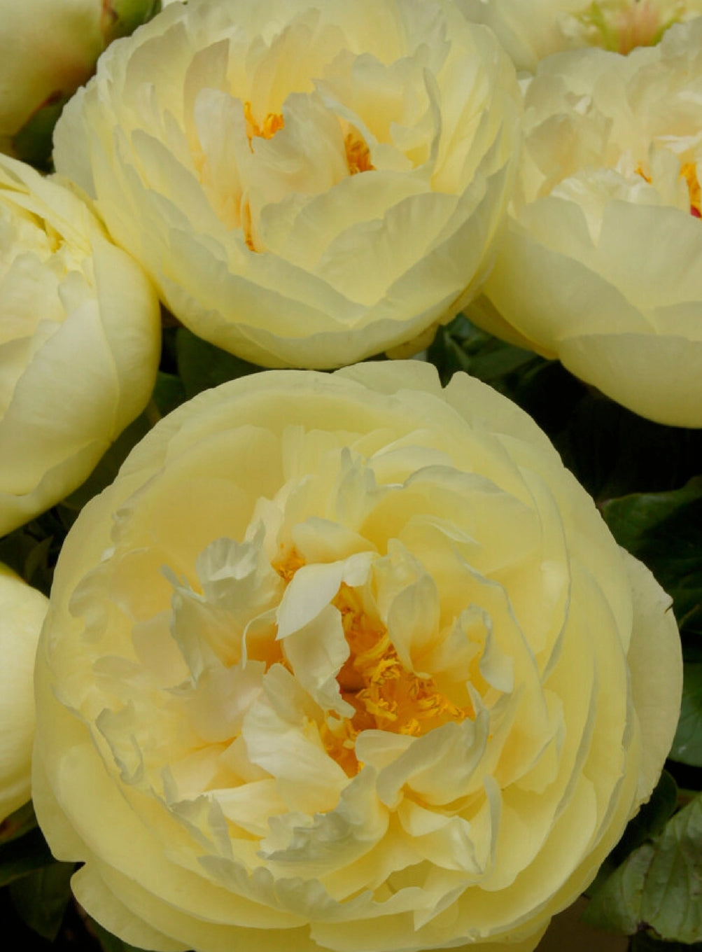 Peony Root - Lemon Chiffon *ships late Oct*
