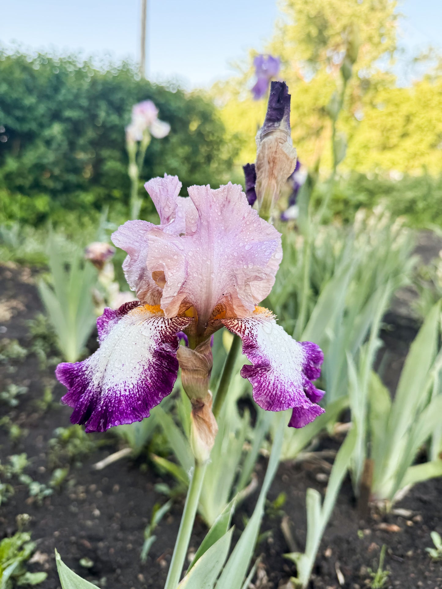 Iris - Change of Pace (TB) *Restocking Summer 2026*