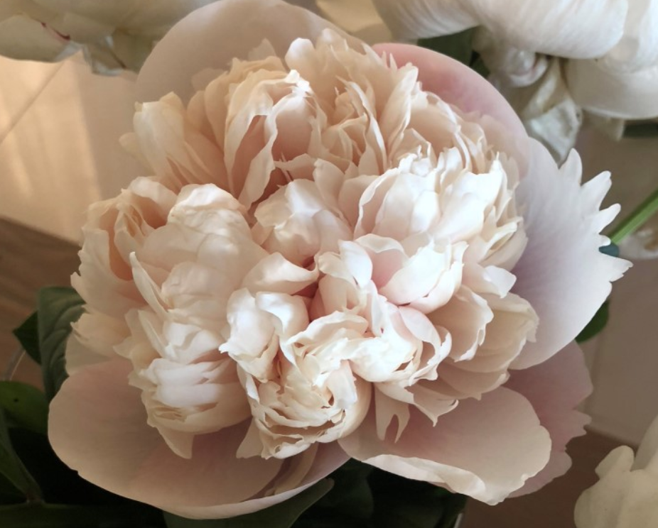Peony Root - Colonel Owen Cousins 3/5 *ships late Oct*
