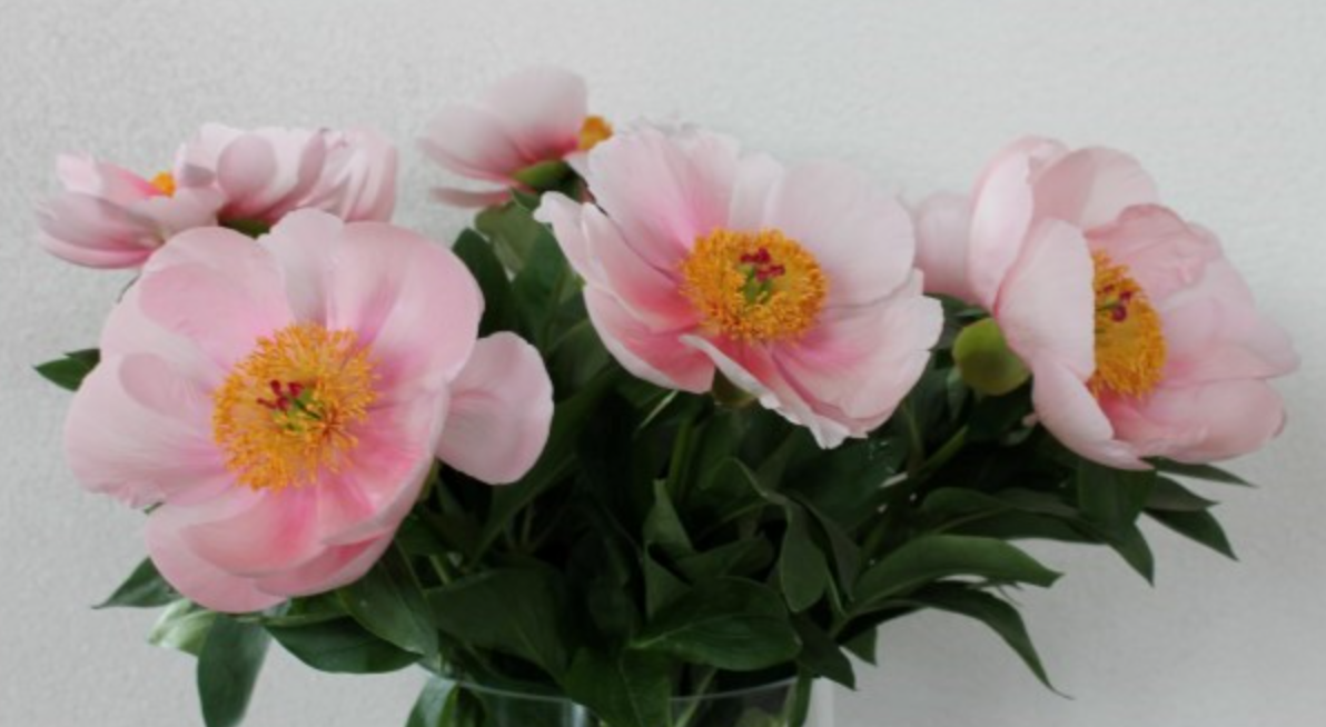Peony Root - Soft Salmon Saucer 5/8 *ships late Oct*
