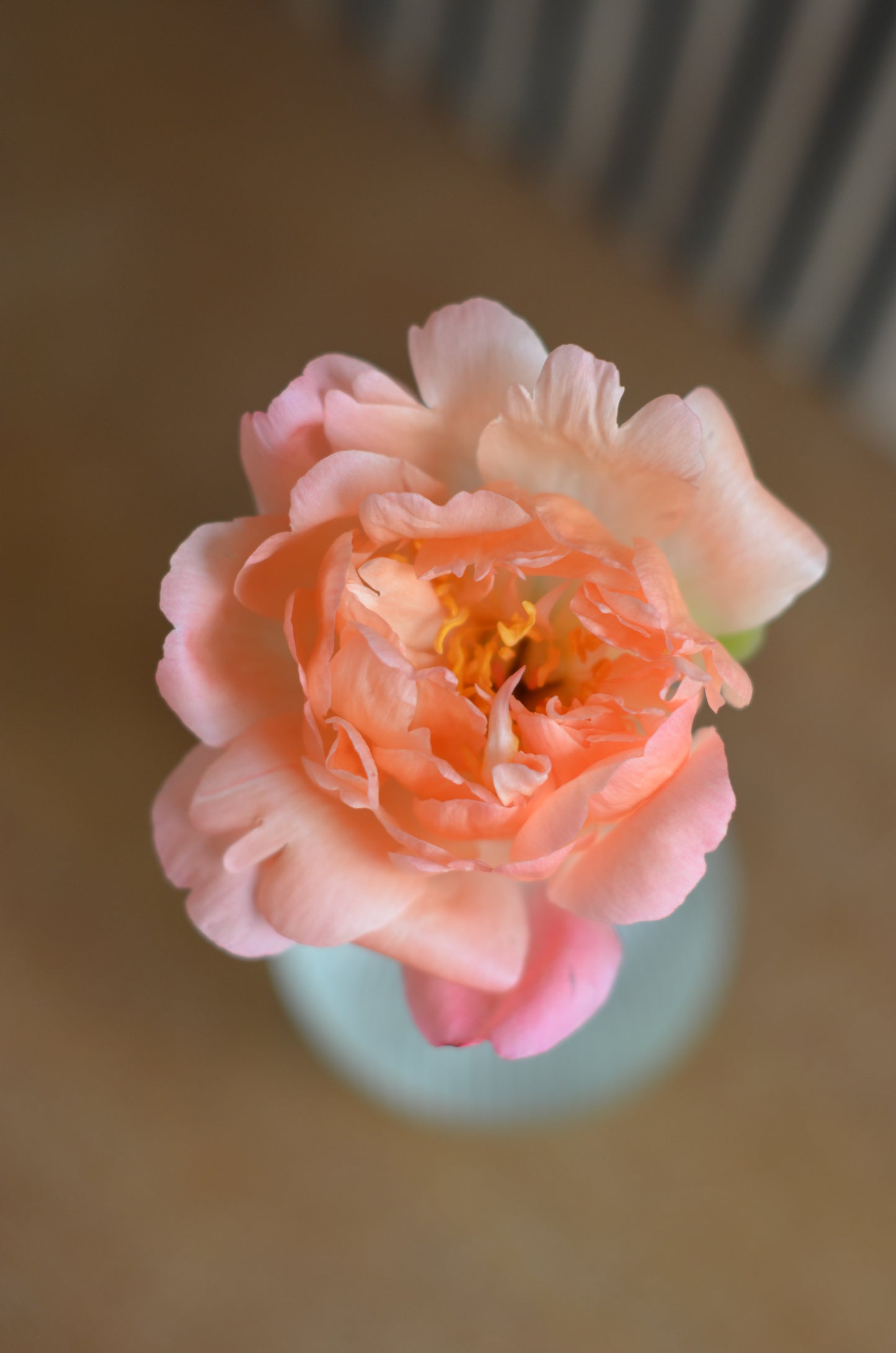 Peony Root - Coral Sunset 5/8 *ships late Oct*