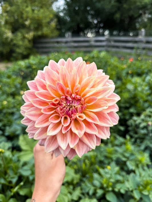 Dahlia Tuber - Bloomquist Alan *Restocking Spring 2026*