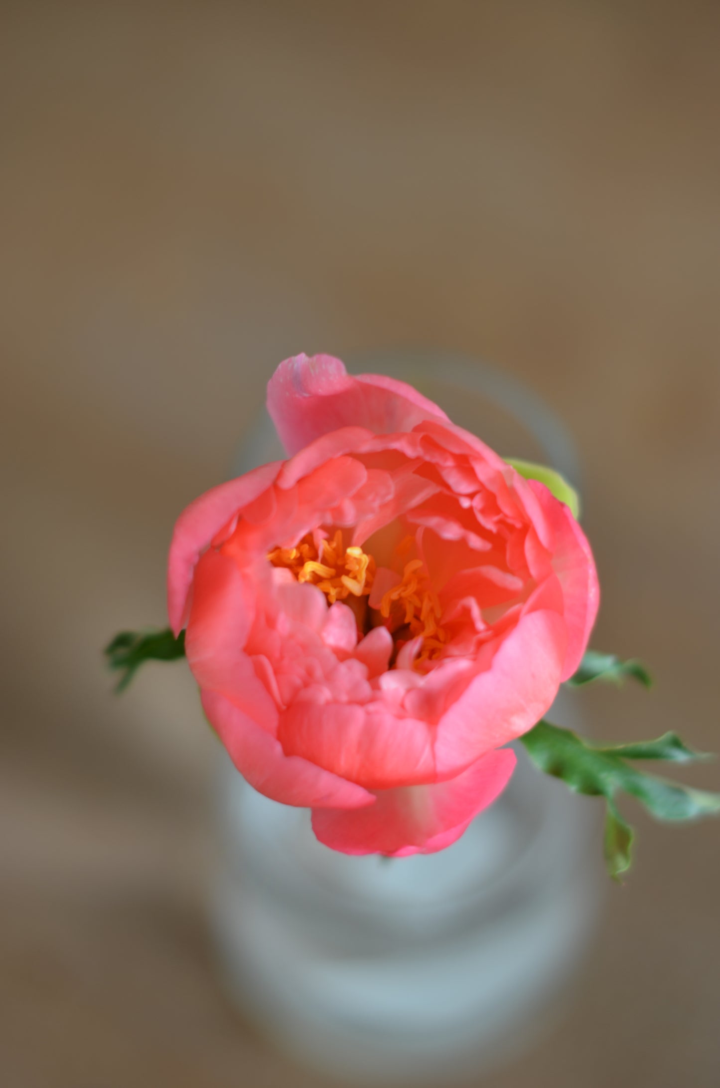 Peony Root - Coral Sunset 5/8 *ships late Oct*