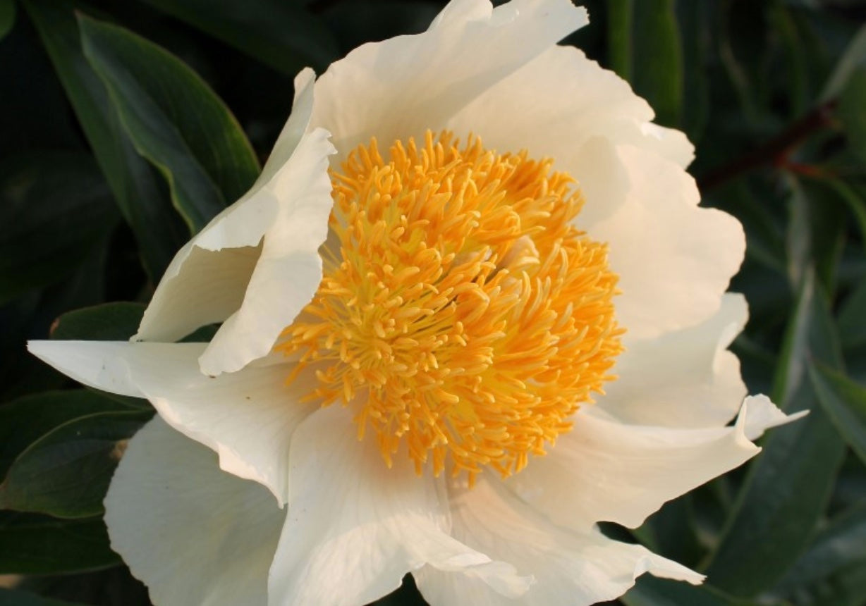 Peony Root - Claire de Lune *ships late Oct*
