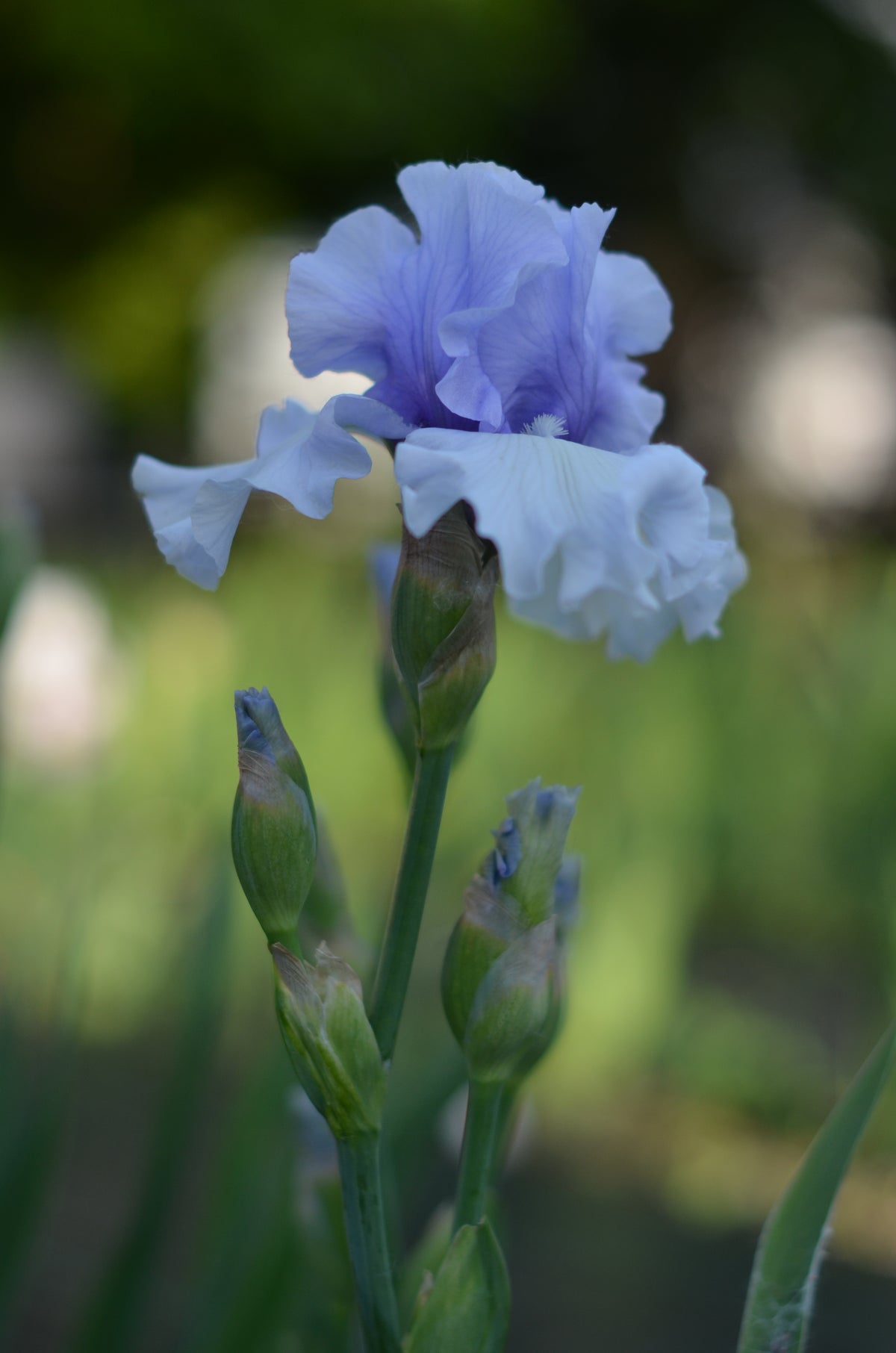 Iris - Brussels (TB)