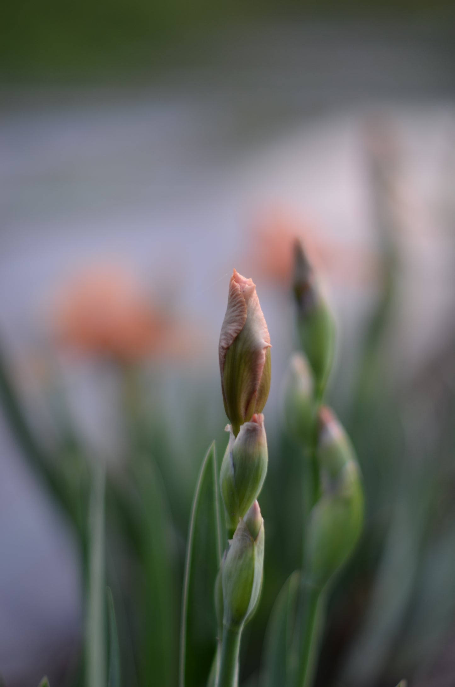 Iris - Pink Pele (IB)