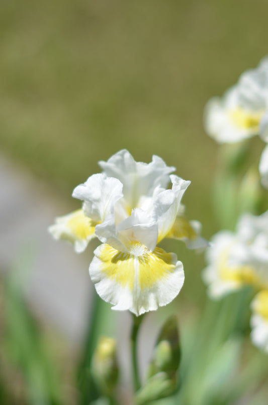 Iris - Lunar Frost (IB) *Restocking Summer 2026*