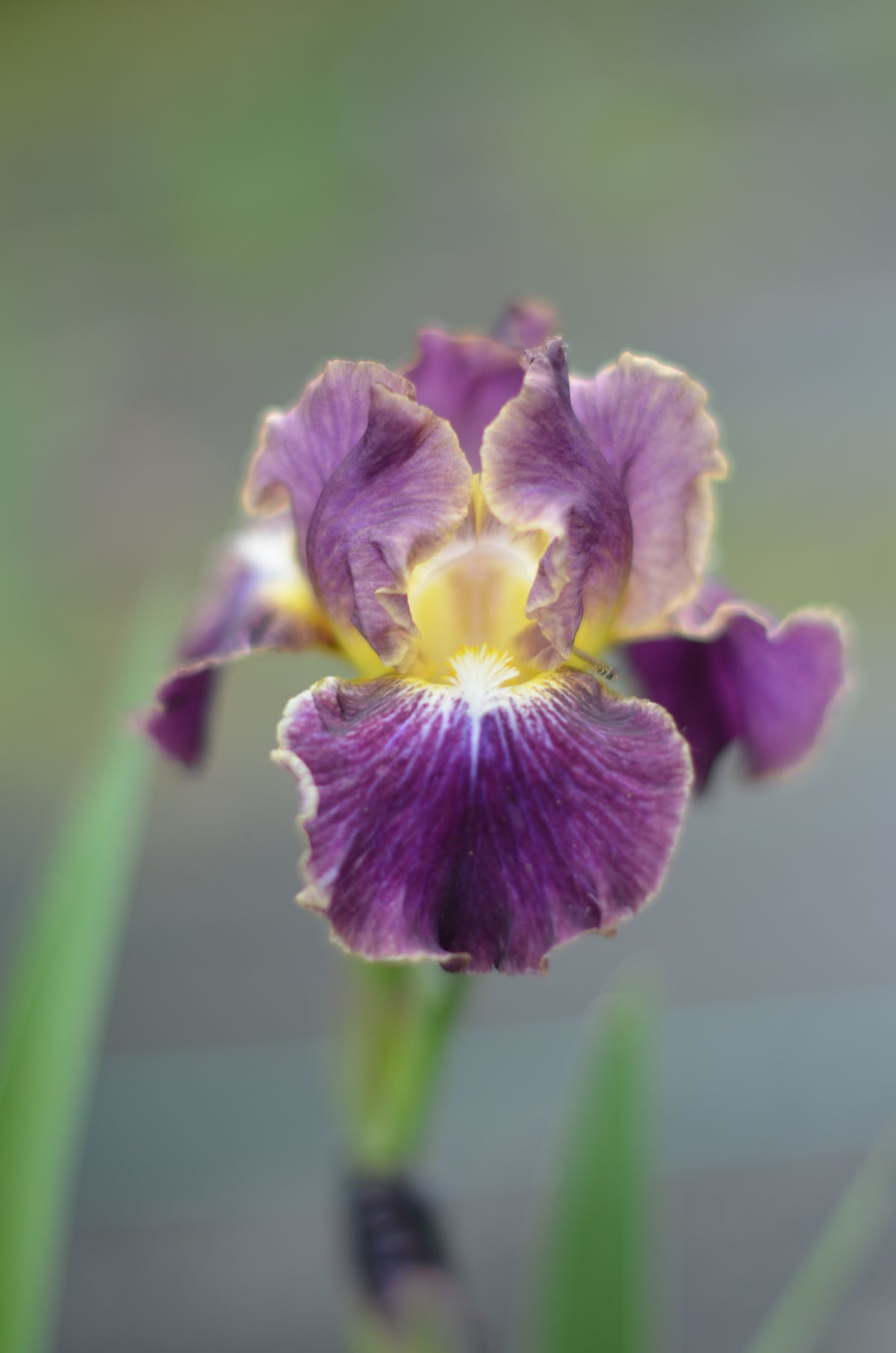 Iris - Blackcurrant (IB)