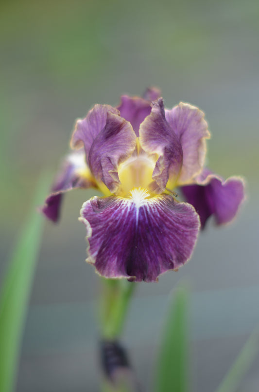 Iris - Blackcurrant (IB)