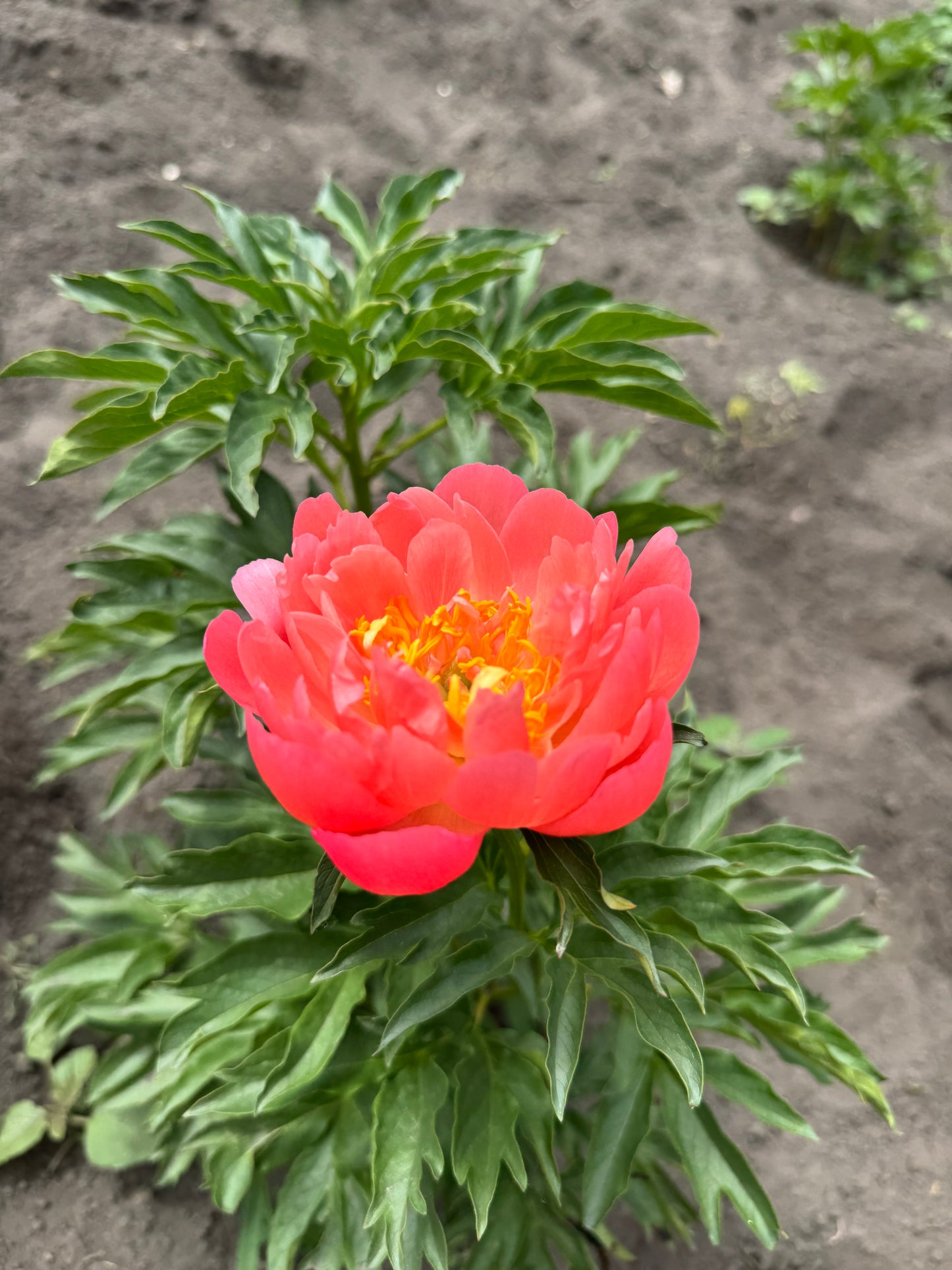Peony Root - Coral Charm *ships late Oct*