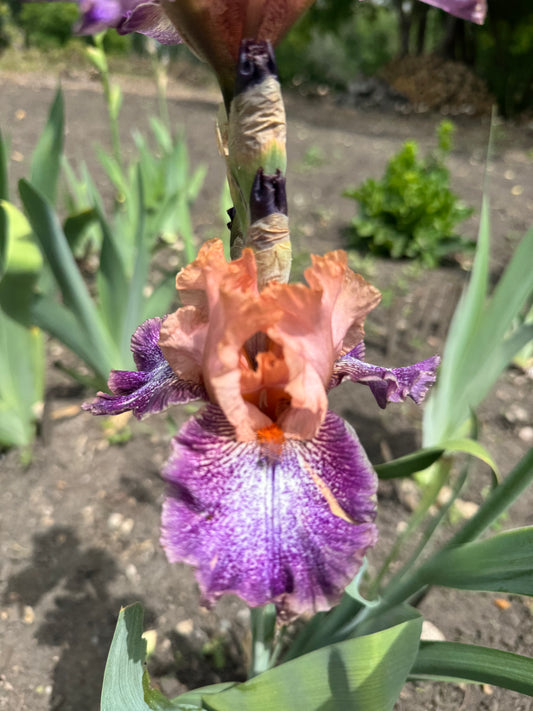 Iris - Flying Circus (TB) *Restocking Summer 2026*