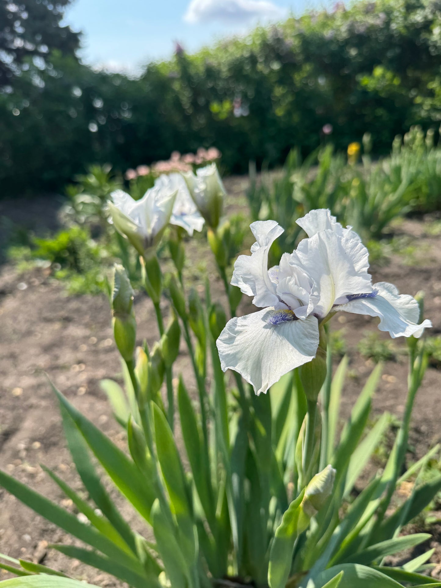 Iris - Code Of Honour (IB) *Restocking Summer 2026*