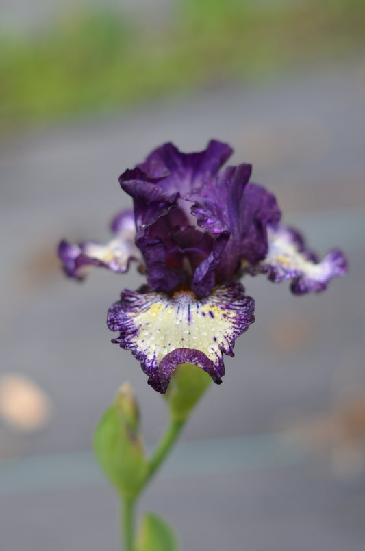 Iris - Fall Line (TB)