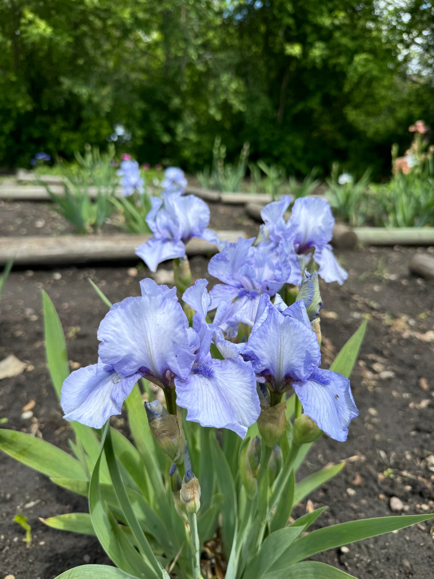 Iris - Azap (IB) *Restocking Summer 2026*