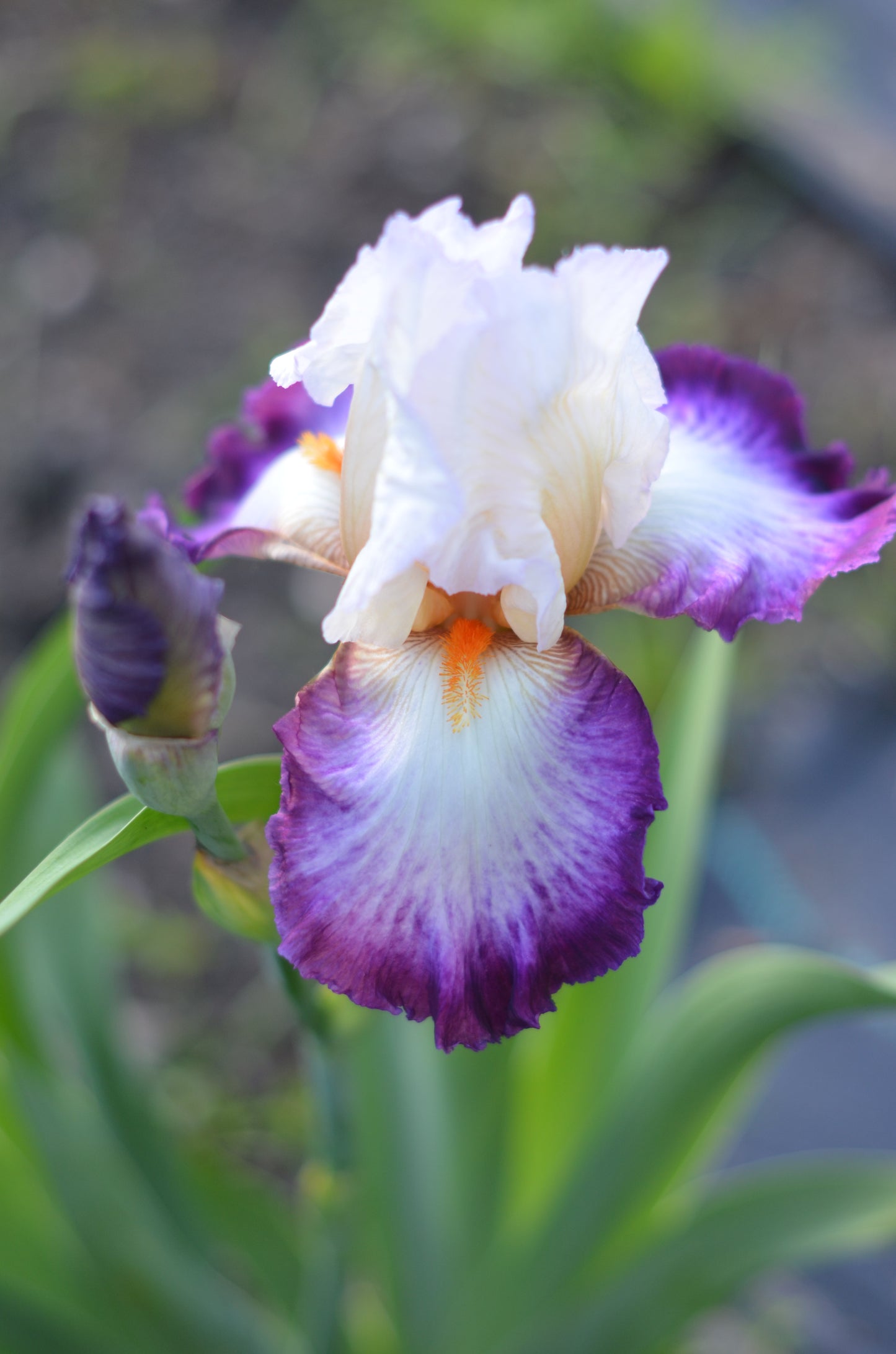 Iris - Bold Fashion
