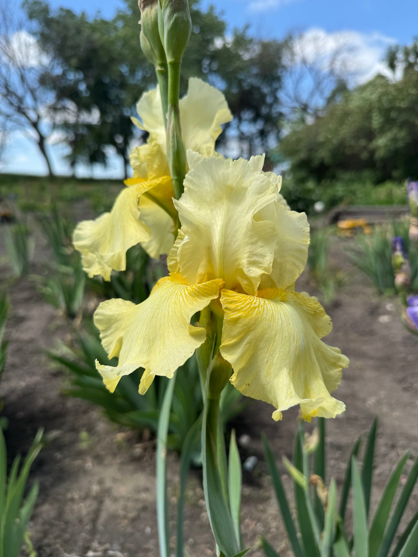 Iris - Melted Butter (TB) *Restocking Summer 2026*