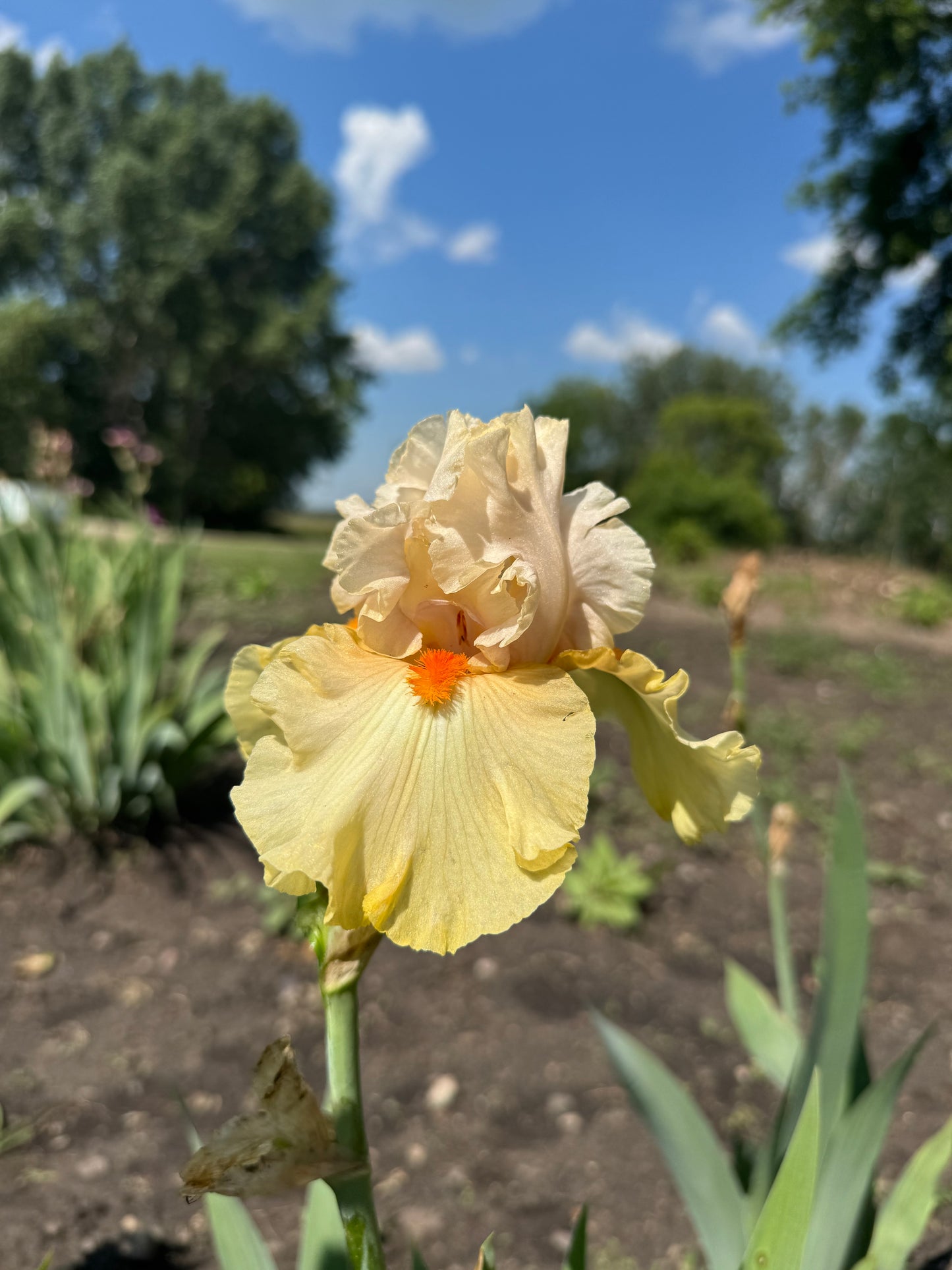 Iris -Pale Fire (TB) *Restocking Summer 2026*