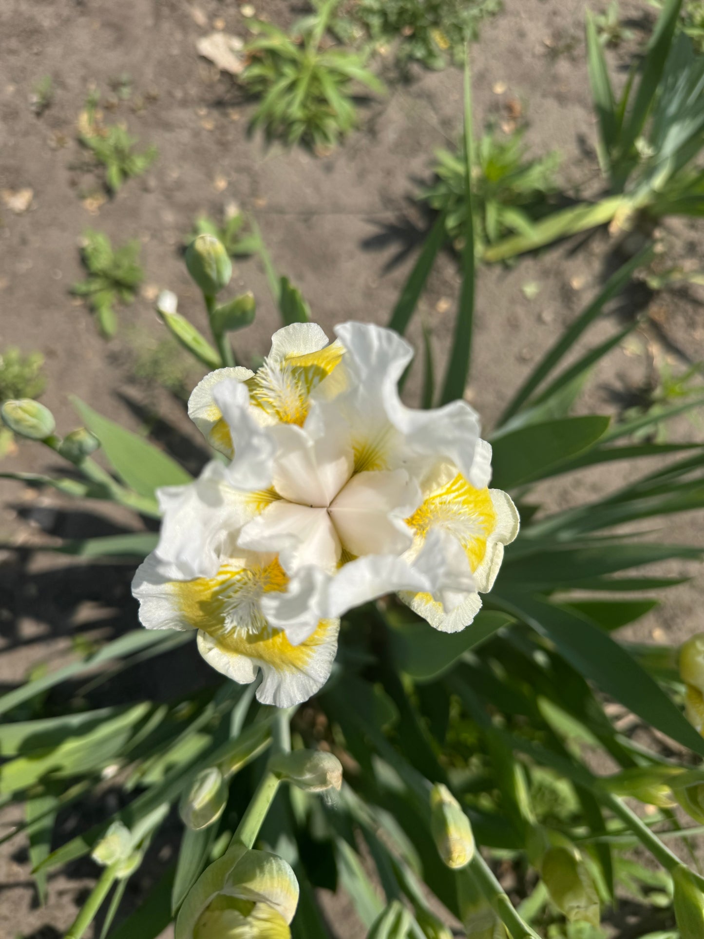 Iris - Lunar Frost (IB) *Restocking Summer 2026*