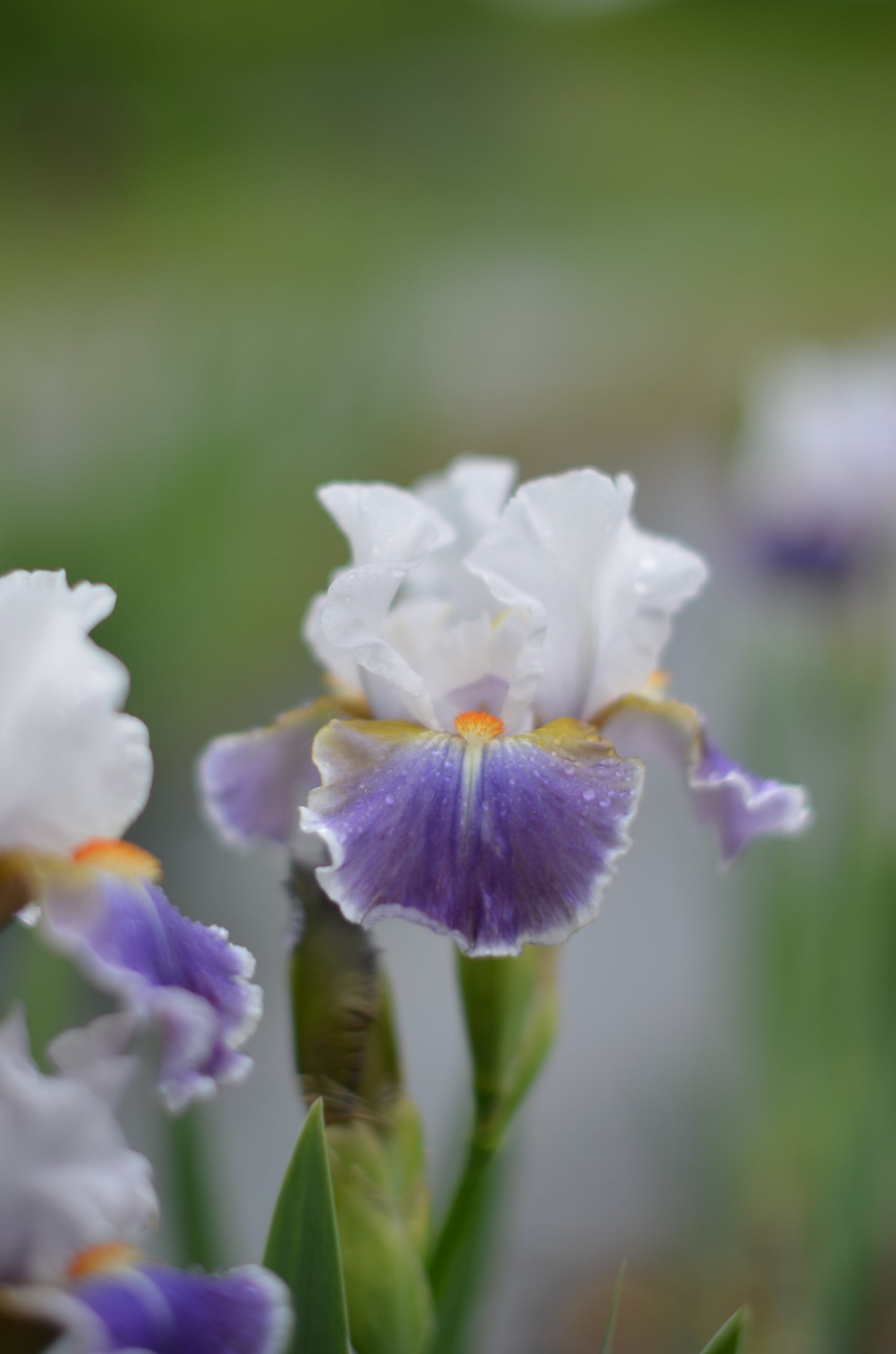 Iris - Dazzling (IB)