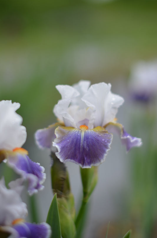 Iris - Dazzling (IB)
