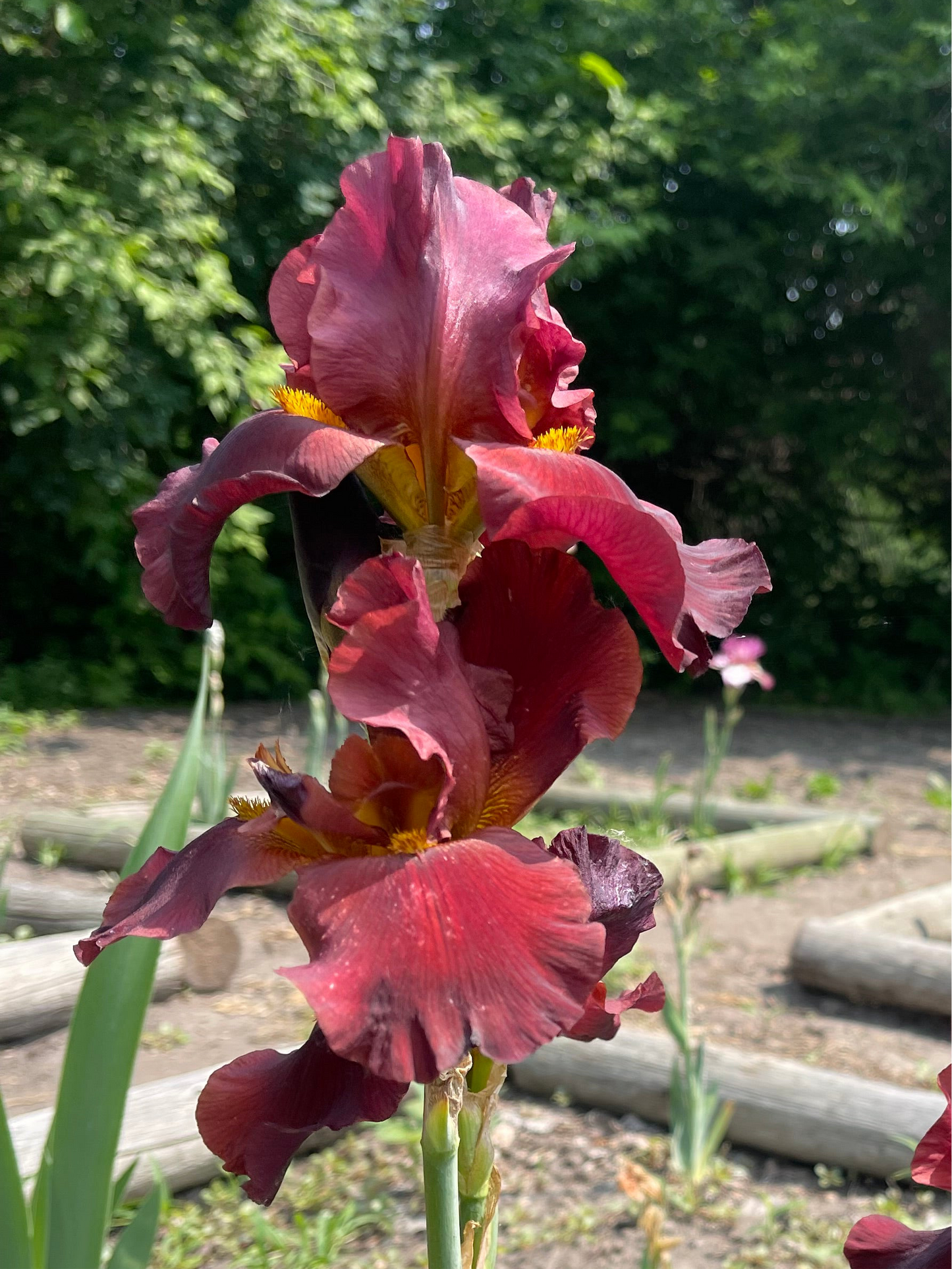 Iris - Dynamite (TB) *Restocking Summer 2026*