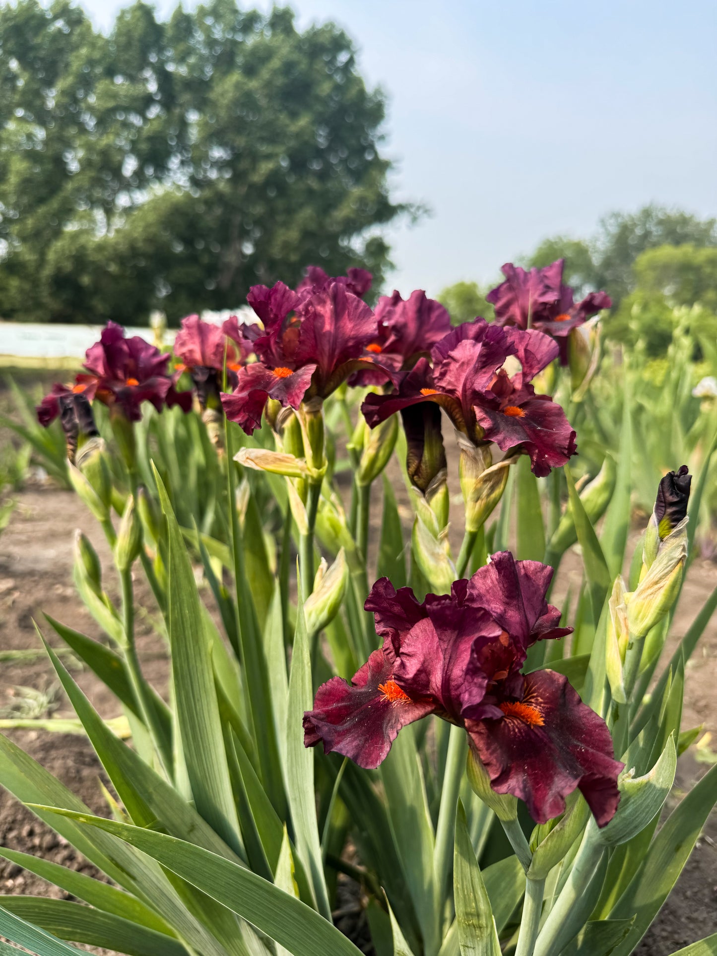 Iris - Jump Start (IB) *Restocking Summer 2026*