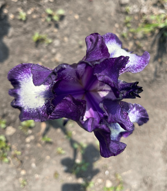 Iris - Dot And Dash (TB) *Restocking Summer 2026*