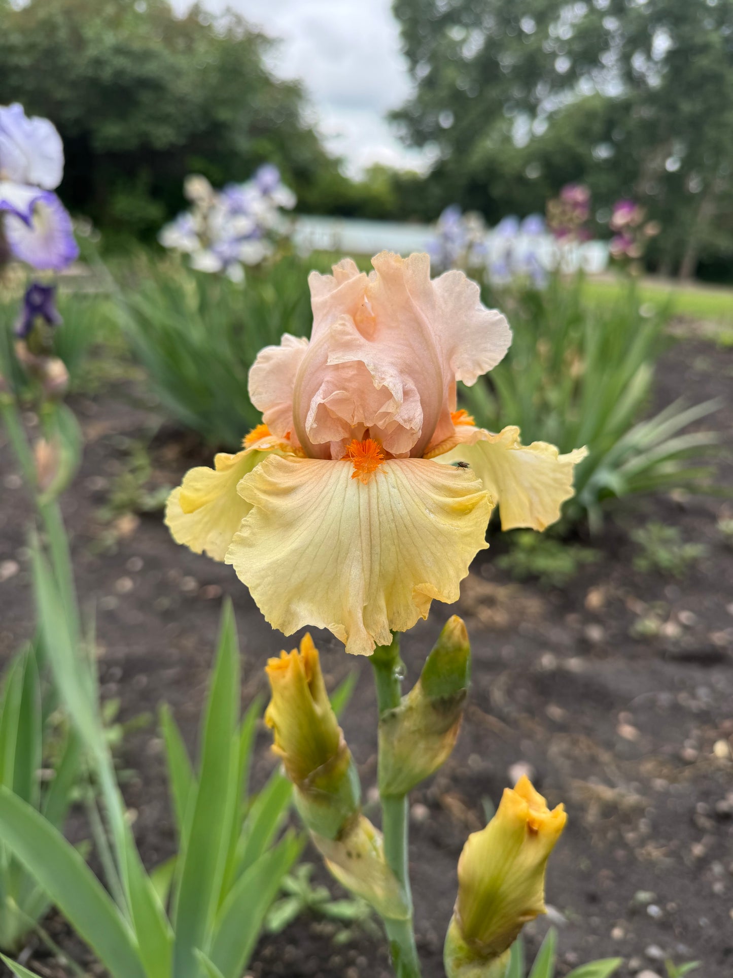 Iris -Pale Fire (TB) *Restocking Summer 2026*