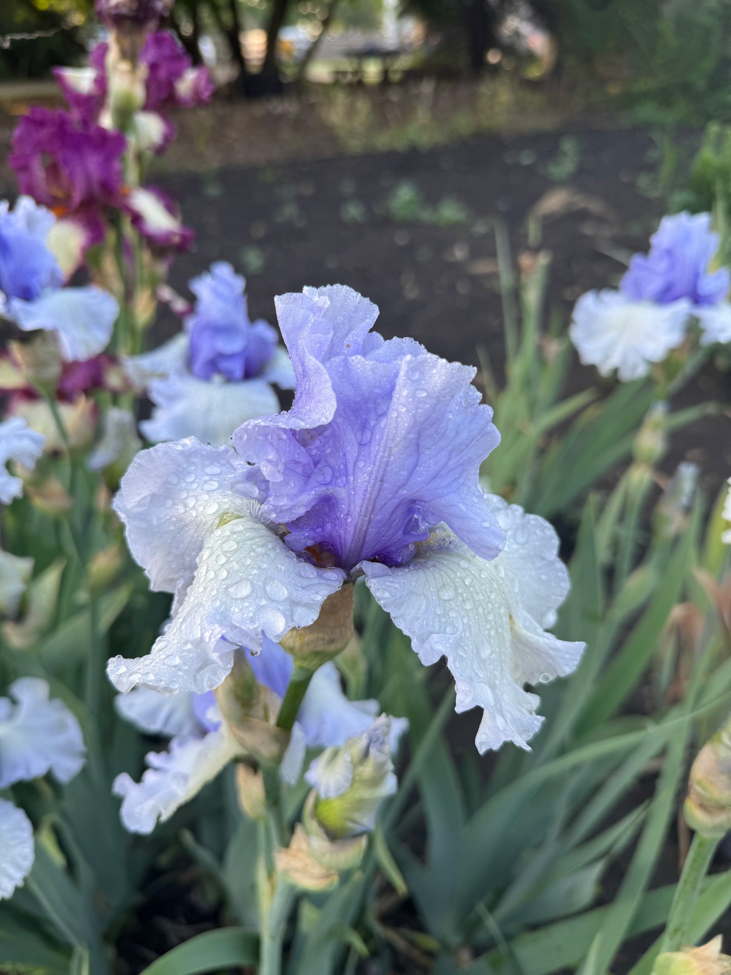 Iris - Brussels (TB) *Restocking Summer 2026*