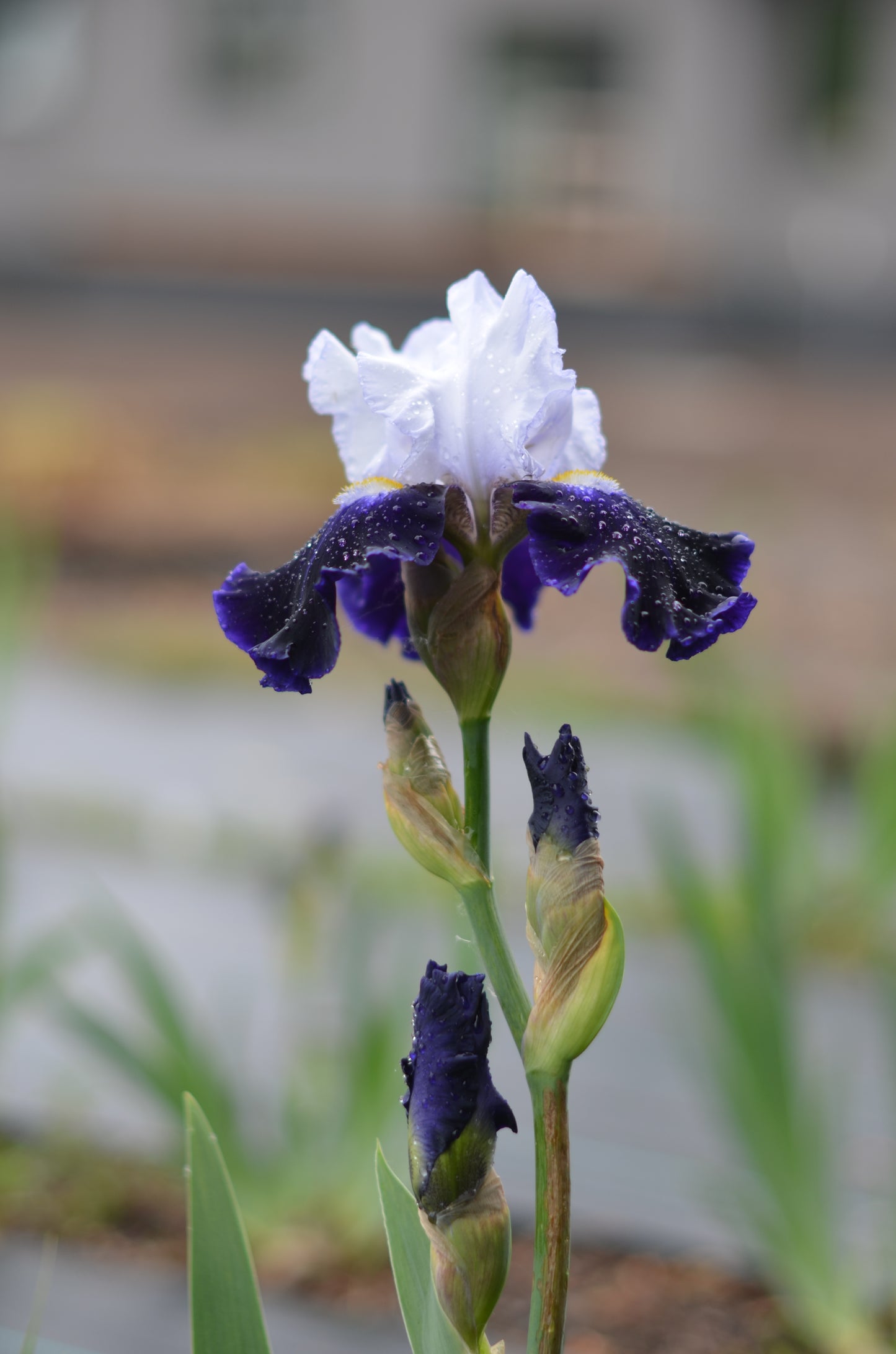 Iris - Captain's Choice