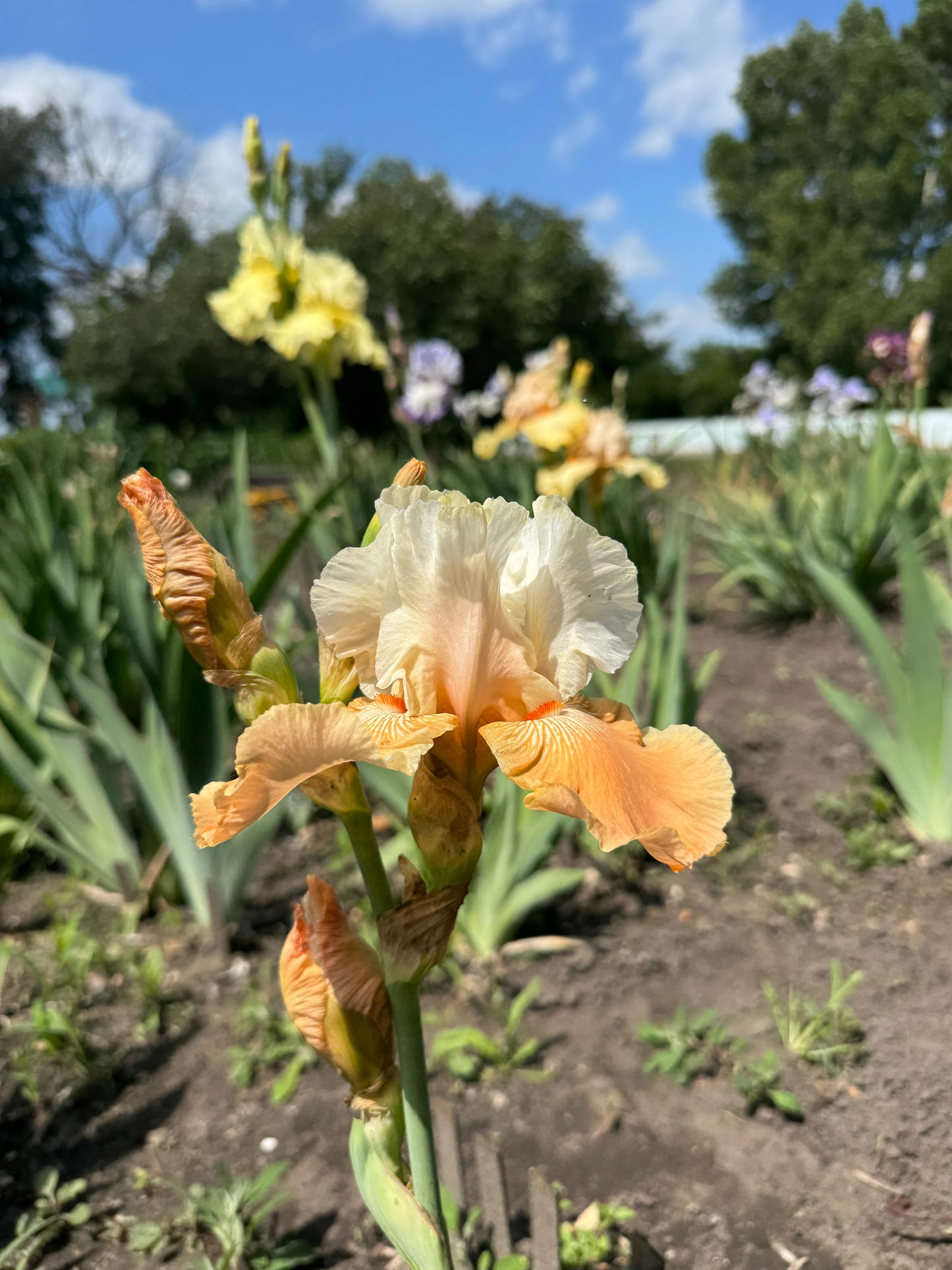 Iris -Eramosa Peach Sorbet (TB) *Restocking Summer 2026*