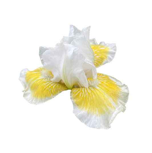 Iris - Lunar Frost (IB) *Restocking Summer 2026*