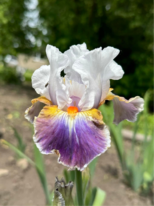 Iris - Dazzling (IB) *Restocking Summer 2026*