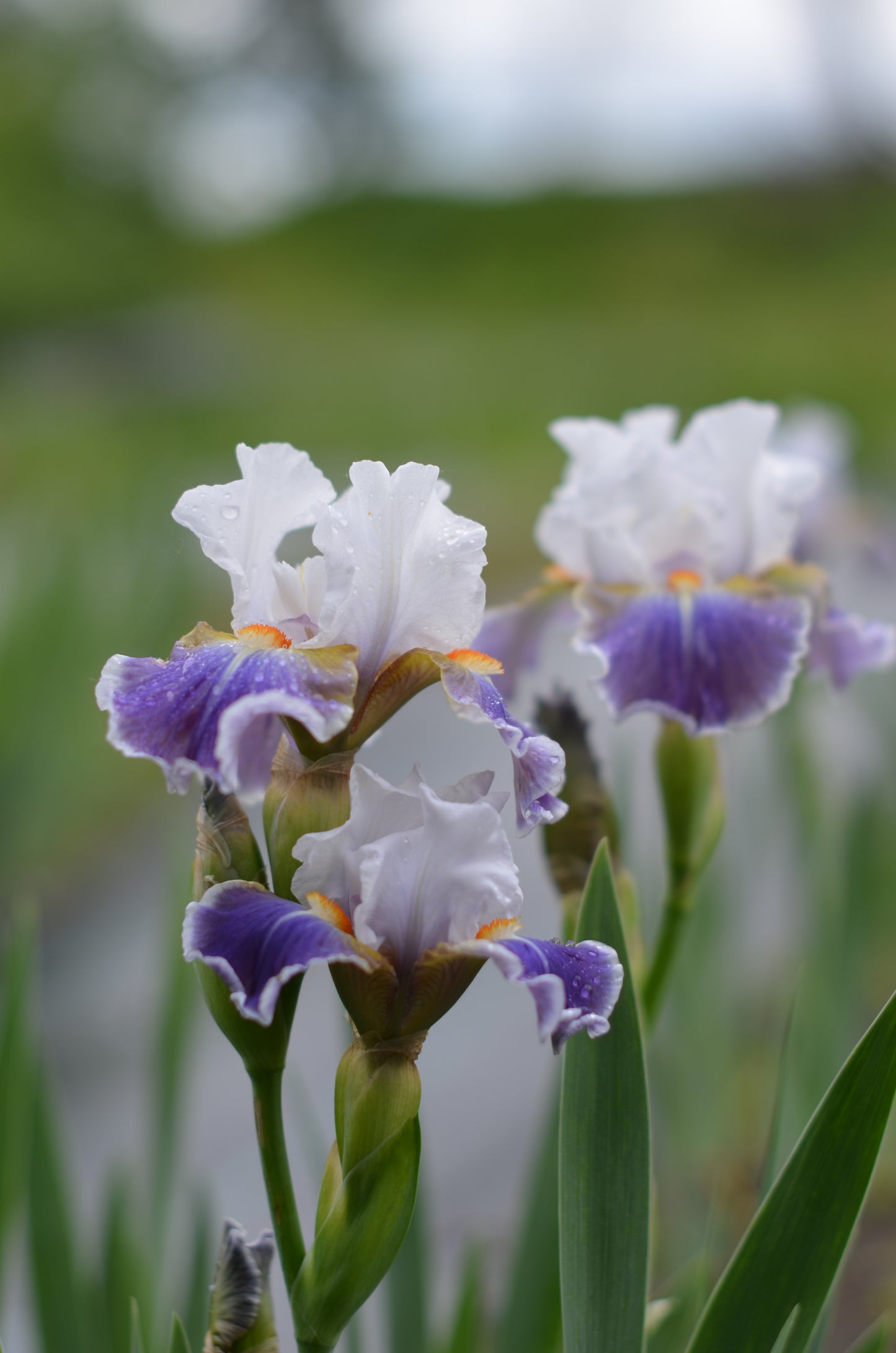 Iris - Dazzling (IB)