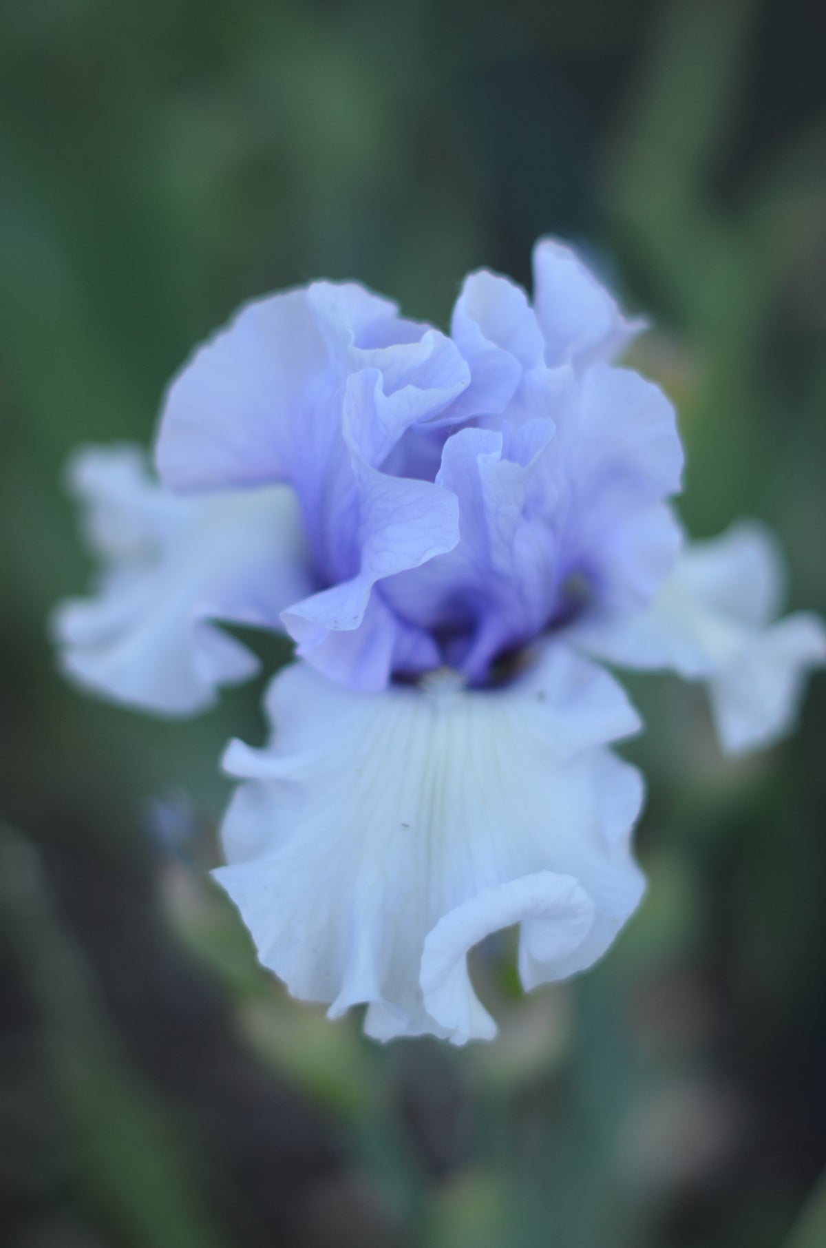 Iris - Brussels (TB)