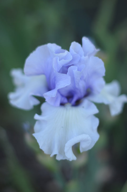 Iris - Brussels (TB)