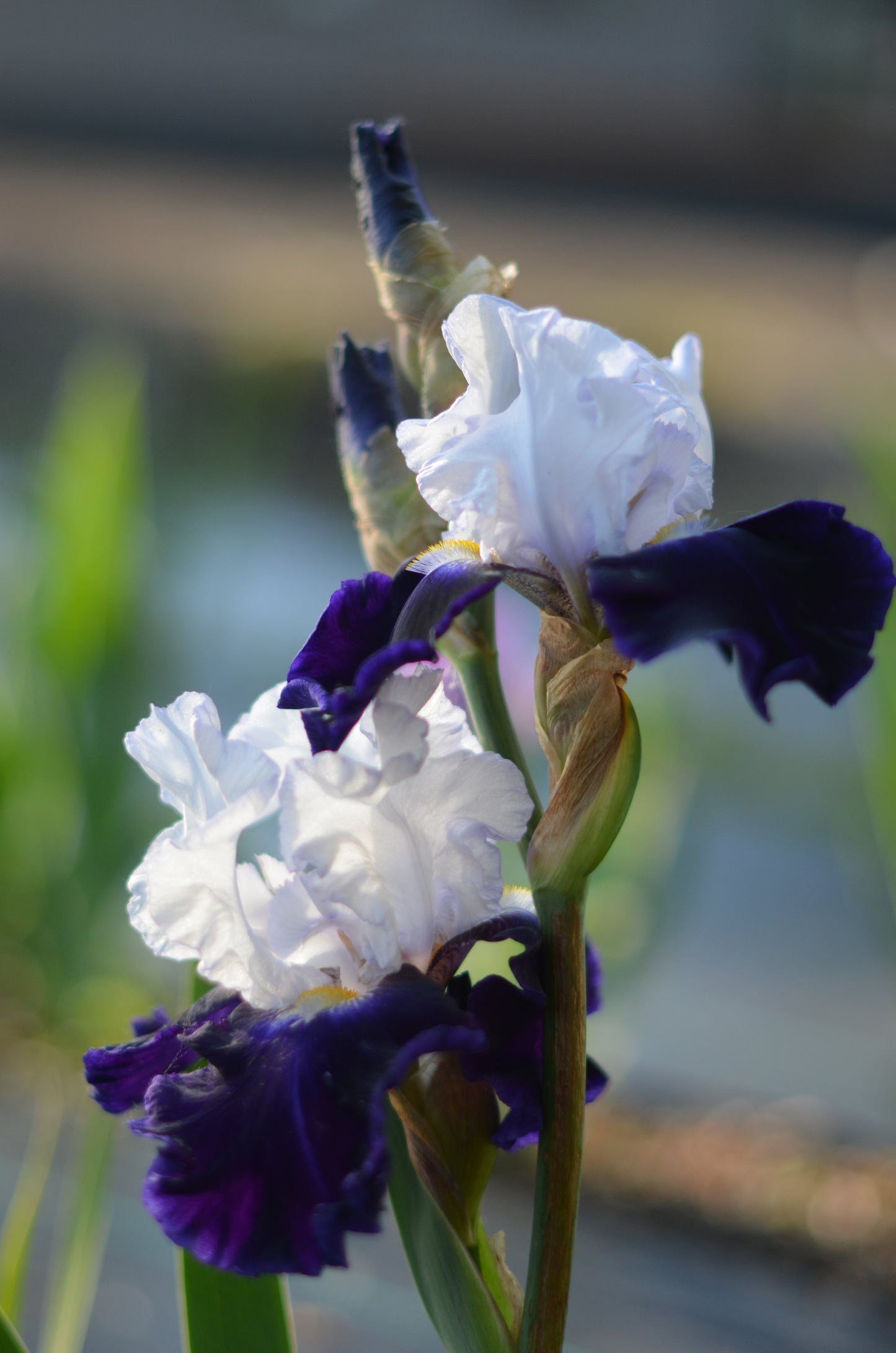 Iris - Captain's Choice