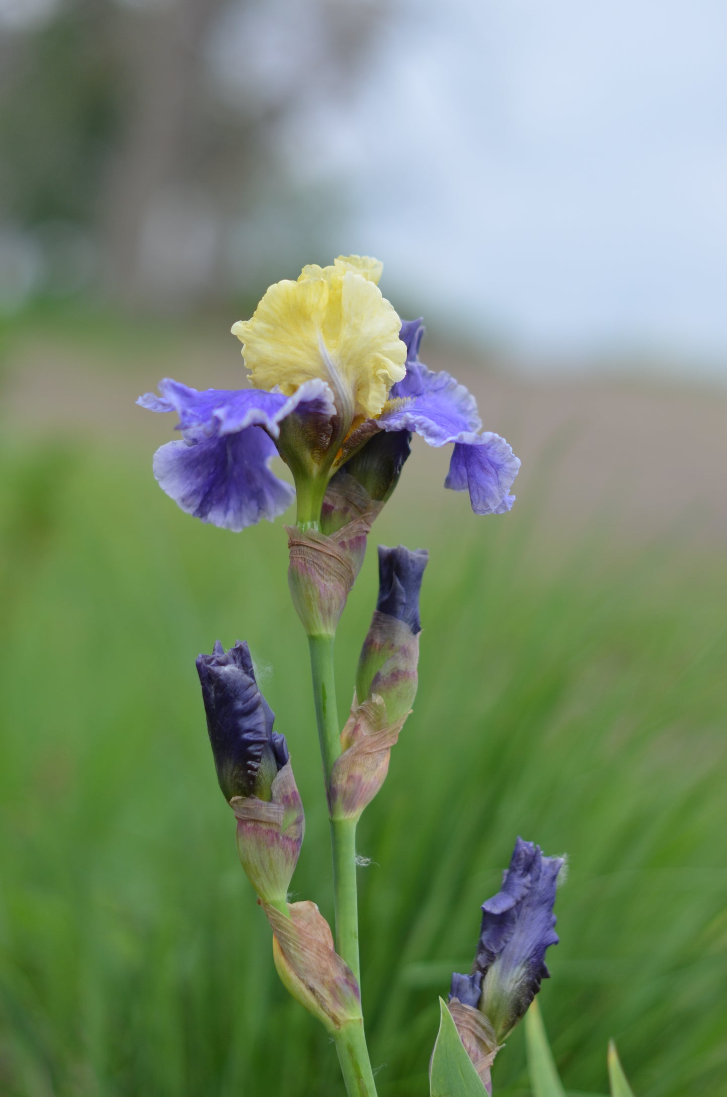 Iris - Edith Wolford